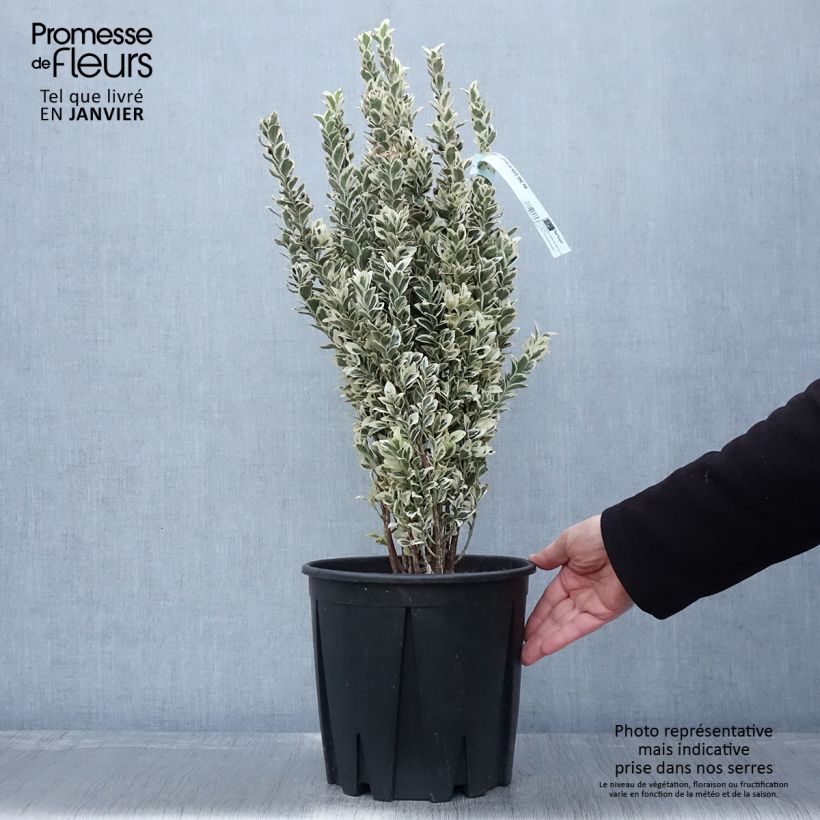 Spécimen de Euonymus japonicus White Spire - Fusain du Japon Pot de 7,5L/10L tel que livré en hiver