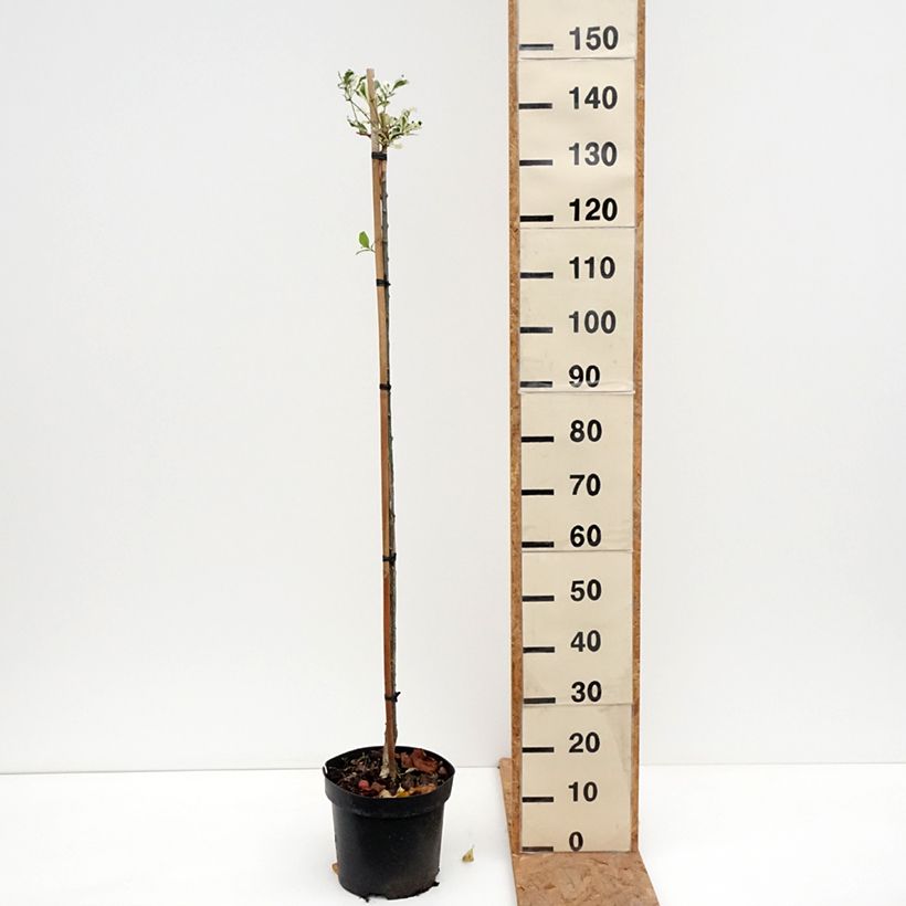 Spécimen de Euonymus phellomanus Silver Surprise - Fusain de Chine Pot de 4L/5L, Tige tel que livré en automne