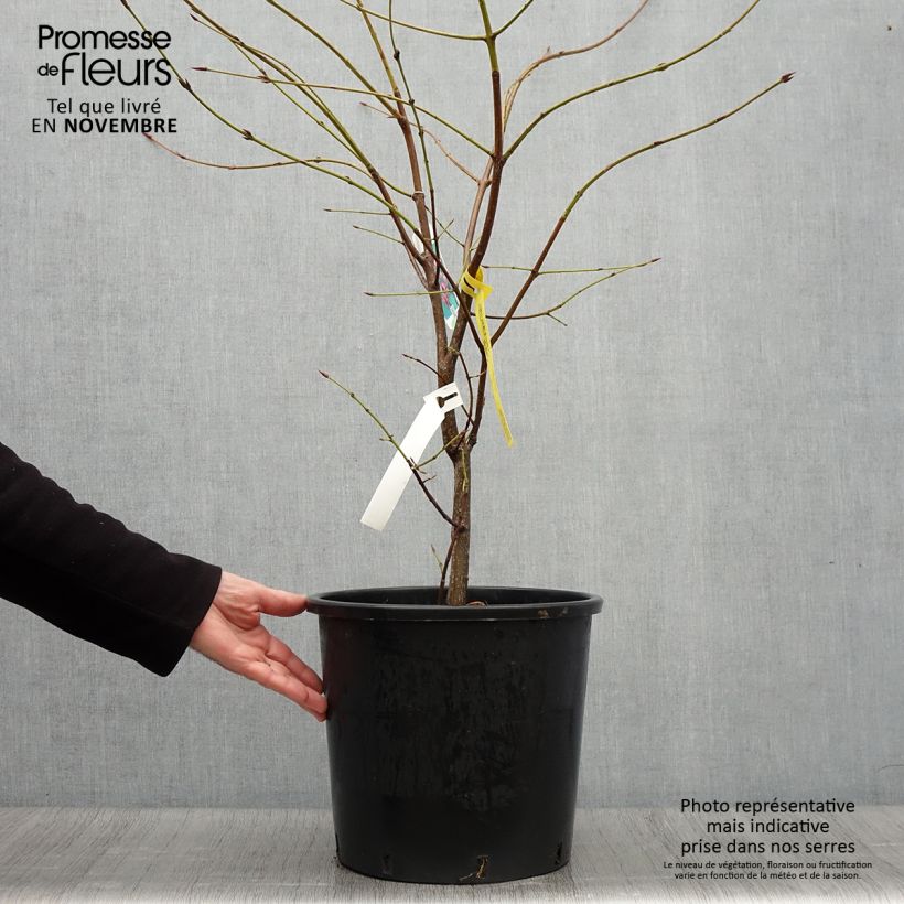 Spécimen de Euonymus planipes - Fusain Pot de 12L/15L tel que livré en automne