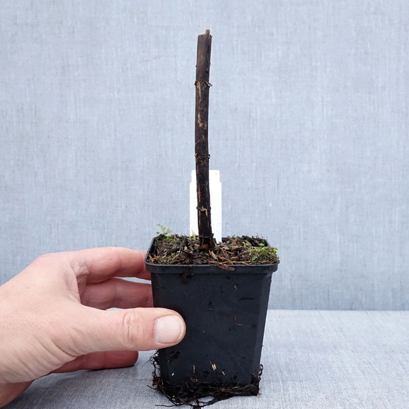 Spécimen de Eupatorium Bartered Bride - Eupatoire Godet de 8/9 cm tel que livré en hiver