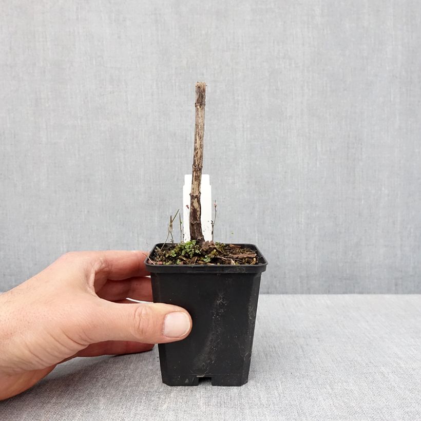 Eupatorium fistulosum Bartered Bride Maceta de 8/9 cm Ejemplar entregado en la primavera