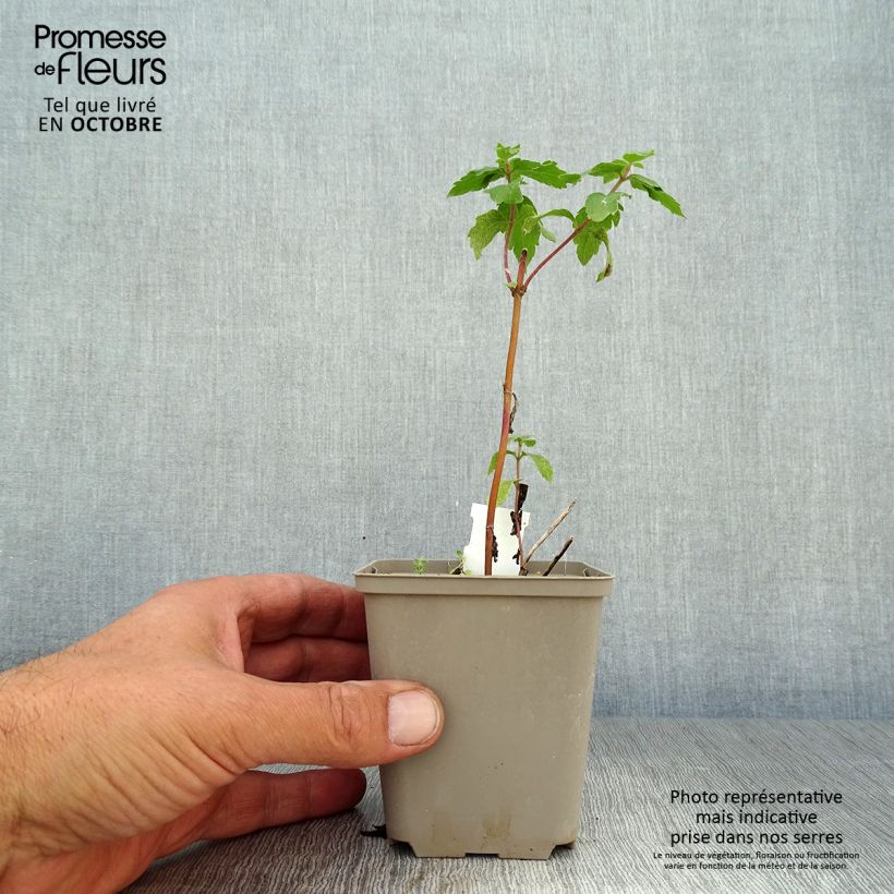 Spécimen de Eupatorium cannabinum Plenum - Eupatoire Godet de 8/9 cm tel que livré en automne