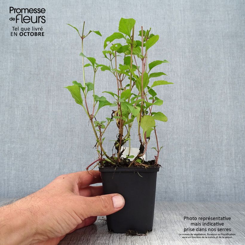 Spécimen de Eupatorium coelestinum, Eupatoire Godet de 8/9 cm tel que livré en automne