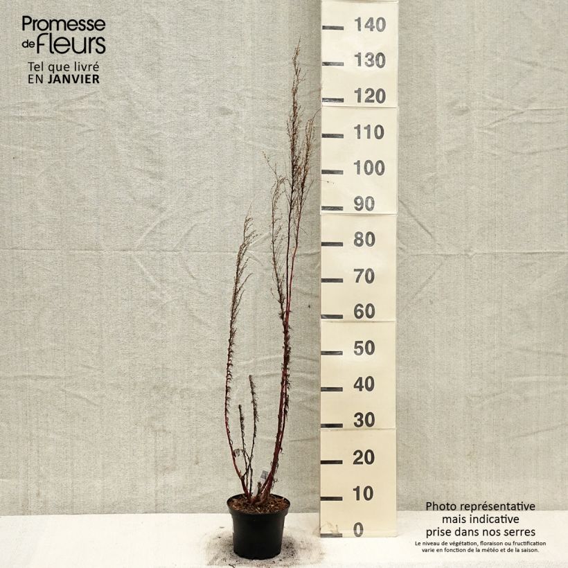 Eupatorium capillifolium Elegant Plume Maceta 2L/3L Ejemplar entregado en invierno