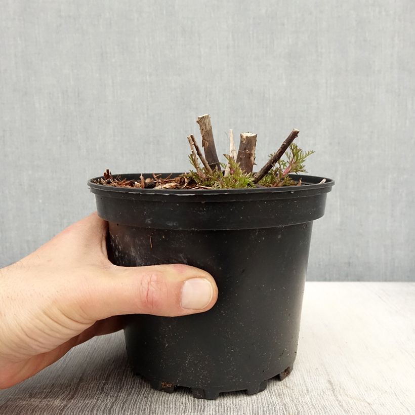 Eupatorium capillifolium Elegant Plume Maceta 2L/3L Ejemplar entregado en la primavera