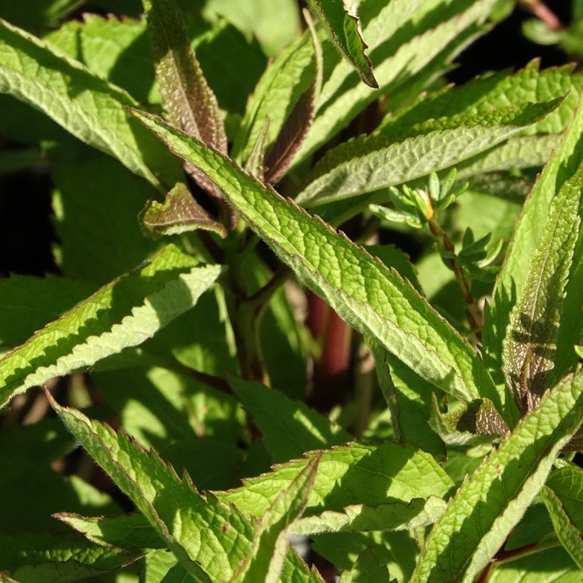 Eupatorium hybride Baby Joe - Eupatoire (Feuillage)