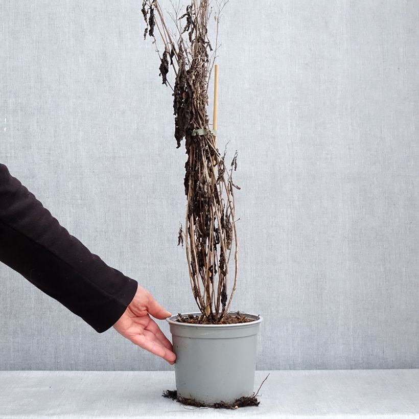 Spécimen de Eupatorium maculatum Phantom - Eupatoire Pot de 2L/3L tel que livré au printemps