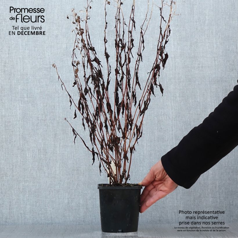 Spécimen de Eupatorium rugosum Chocolate ou Ageratina altissima Pot de 1,5L/2L tel que livré en hiver