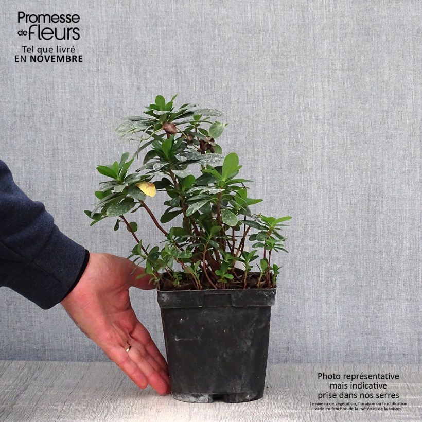 Spécimen de Euphorbe amygdaloïdes var. robbiae Pot de 2L/3L tel que livré en automne