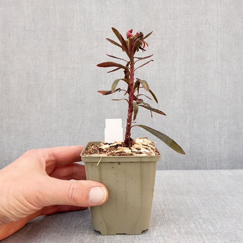 Spécimen de Euphorbe Black Bird Godet de 8/9 cm tel que livré en hiver