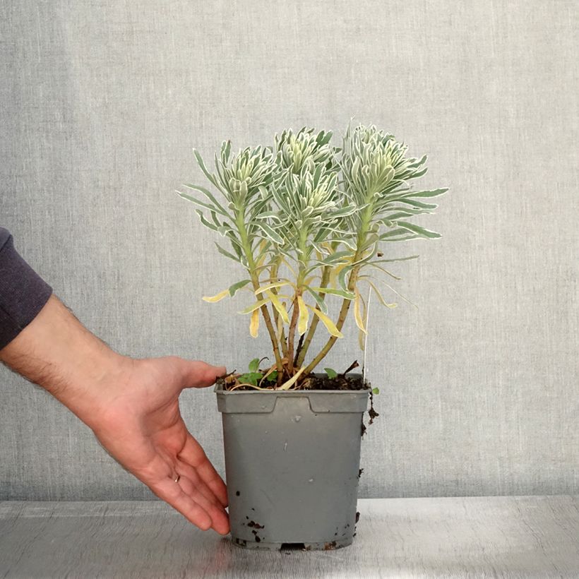 Spécimen de Euphorbe characias Glacier Blue Pot de 1,5L/2L tel que livré en automne