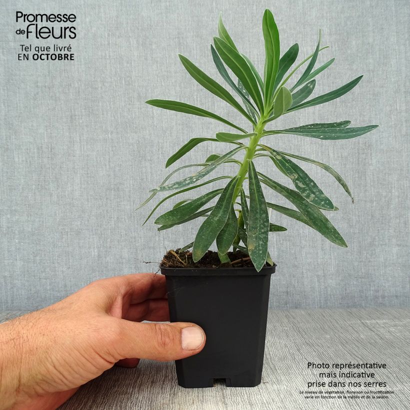 Spécimen de Euphorbe characias Humpty Dumpty Godet de 8/9 cm tel que livré en automne