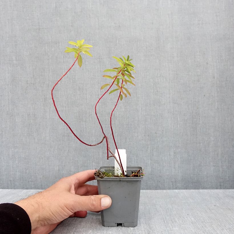 Spécimen de Euphorbe cornigera Goldener Turm Godet de 8/9 cm tel que livré en automne