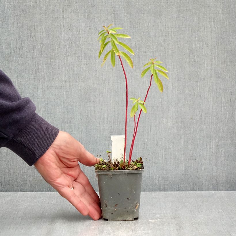 Spécimen de Euphorbe, Euphorbia Cornigera Godet de 8/9 cm tel que livré en automne