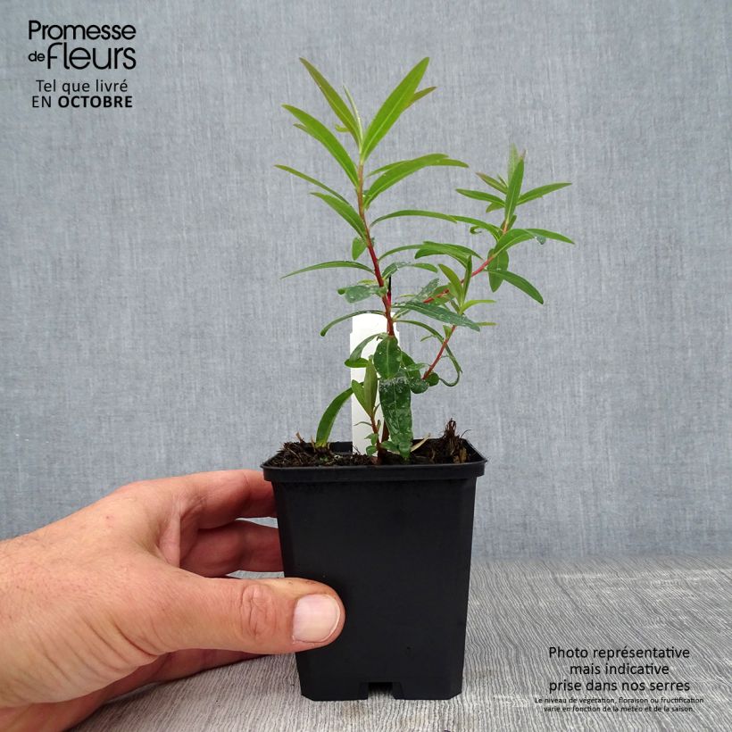 Spécimen de Euphorbe palustris Walenburg's Glory - Euphorbe des marais Godet de 8/9 cm tel que livré en automne