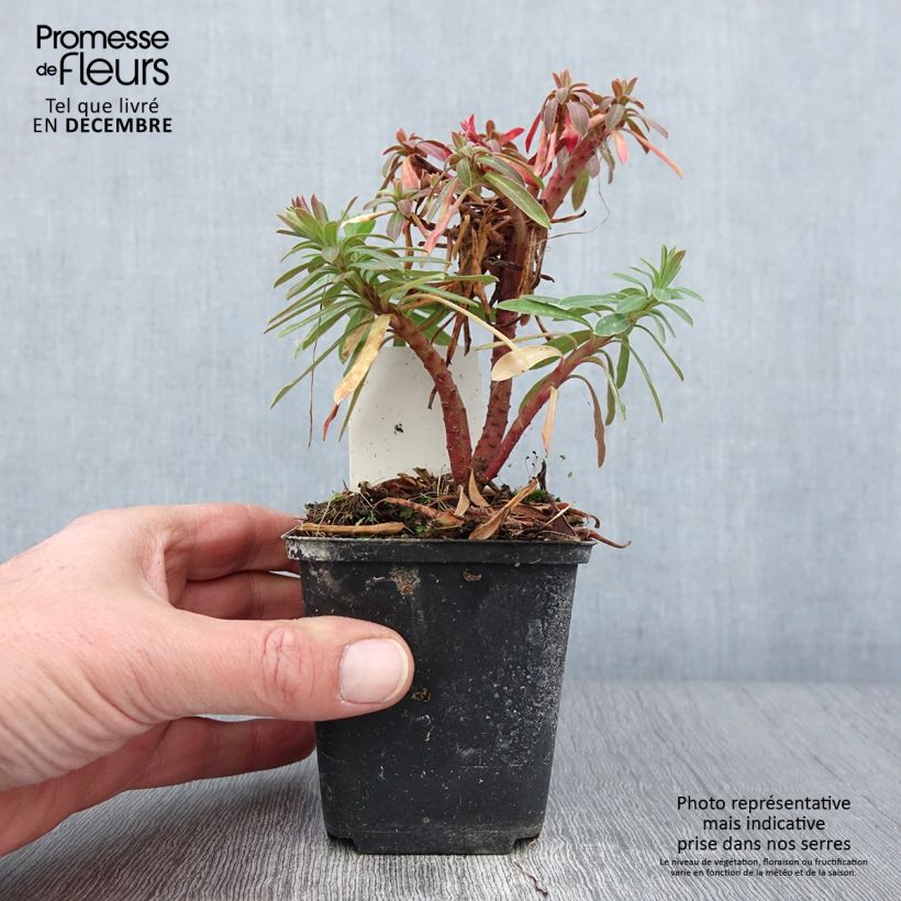 Spécimen de Euphorbe Redwing 'Charam' Godet de 8/9 cm tel que livré en automne