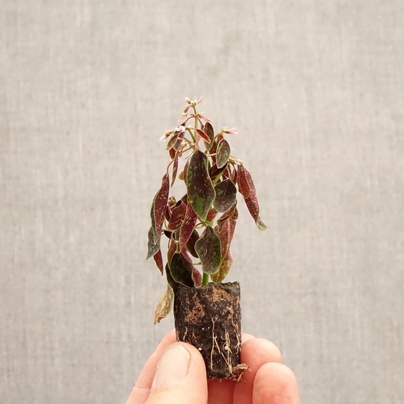 Spécimen de Euphorbe Shades in Pink Mini-motte Ø 3/4 cm tel que livré au printemps