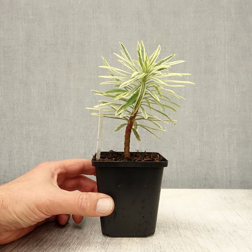 Spécimen de Euphorbia characias Emmer Green - Euphorbe arbustive panachée  Godet de 8/9 cm tel que livré en automne