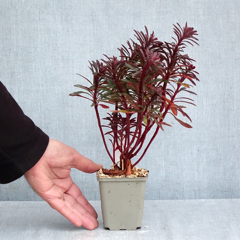 Spécimen de Euphorbia characias Miners Merlot - Euphorbe Godet de 8/9 cm tel que livré en automne