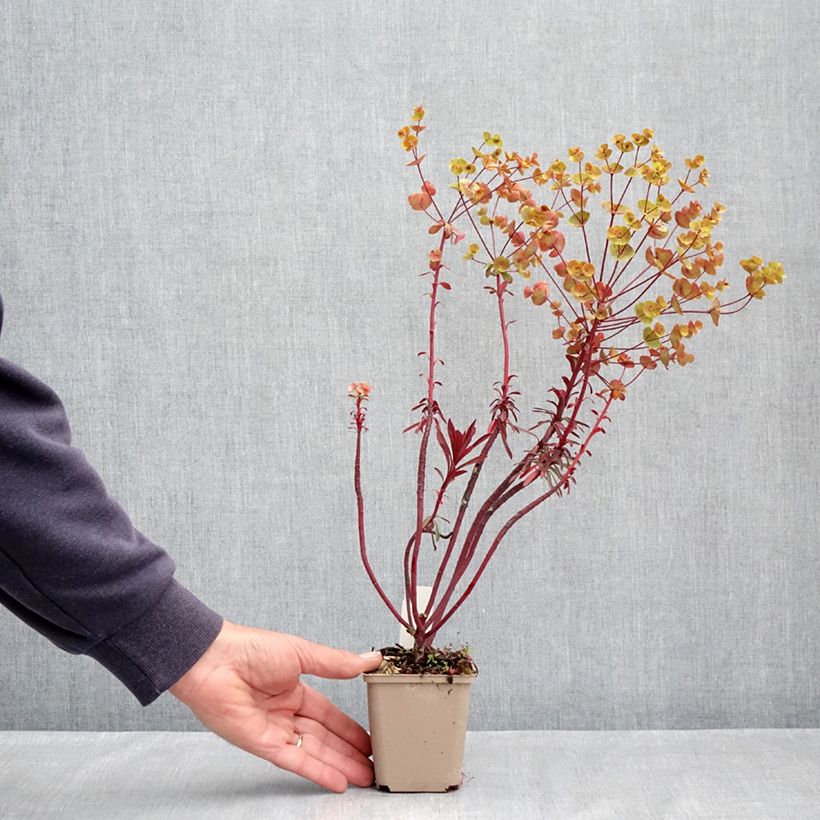 Spécimen de Euphorbia characias Miners Merlot - Euphorbe Godet de 8/9 cm tel que livré au printemps