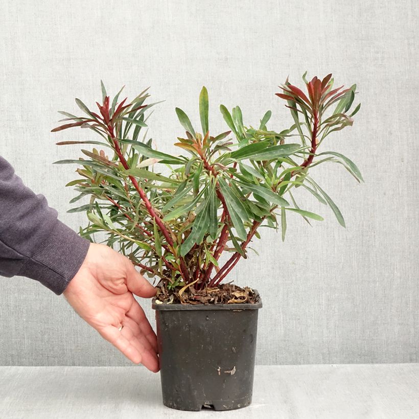 Spécimen de Euphorbia characias Miners Merlot - Euphorbe Pot de 1L/1,5L tel que livré en automne