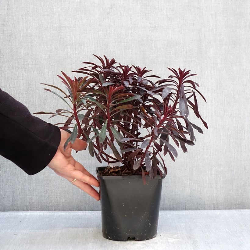 Spécimen de Euphorbia characias Miners Merlot - Euphorbe Pot de 1L/1,5L tel que livré en hiver