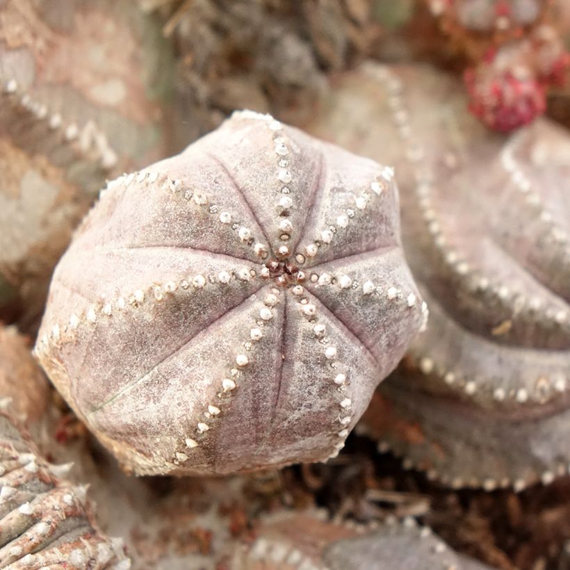 Euphorbia globosa - Euphorbe globuleuse (Feuillage)