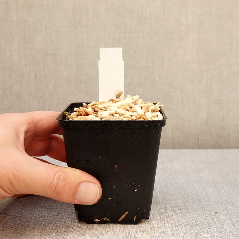 Spécimen de Euphorbia griffithii Dixter - Euphorbe de Griffith Godet de 8/9 cm tel que livré en hiver