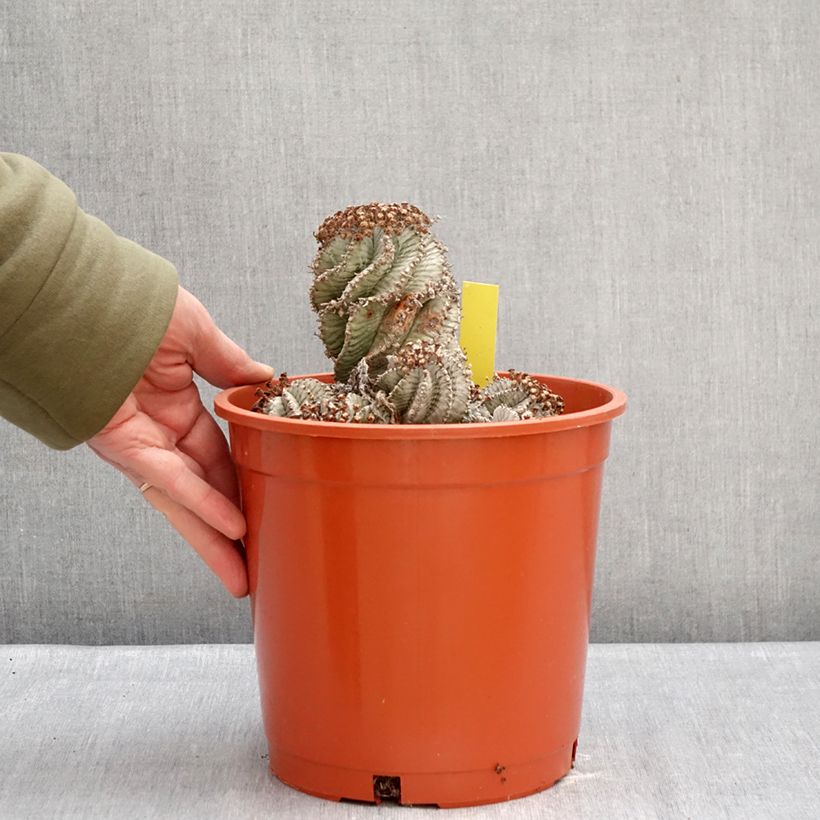 Spécimen de Euphorbia horrida Alba - Euphorbe Pot de 4L/5L, 18/20 diamètre tel que livré en hiver
