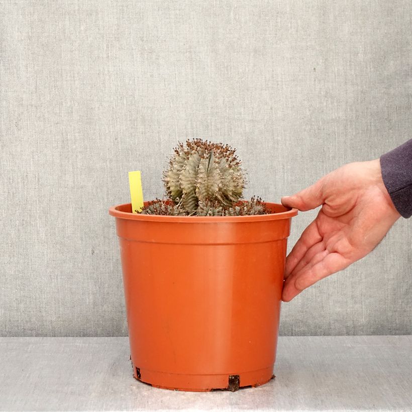 Spécimen de Euphorbia horrida Alba - Euphorbe Pot de 4L/5L, 18/20 diamètre tel que livré au printemps