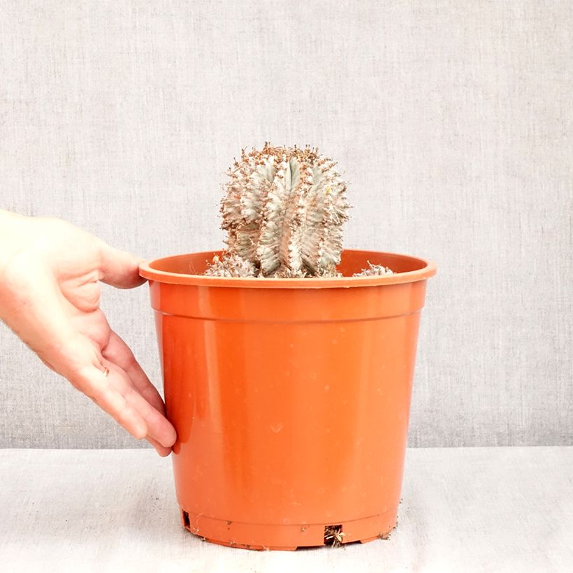 Spécimen de Euphorbia horrida Alba - Euphorbe Pot de 4L/5L, 18/20 diamètre tel que livré en été
