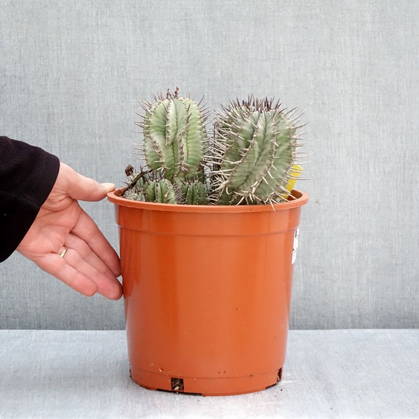 Spécimen de Euphorbia horrida - Euphorbe Pot de 4L/5L, 18/20 diamètre tel que livré en automne