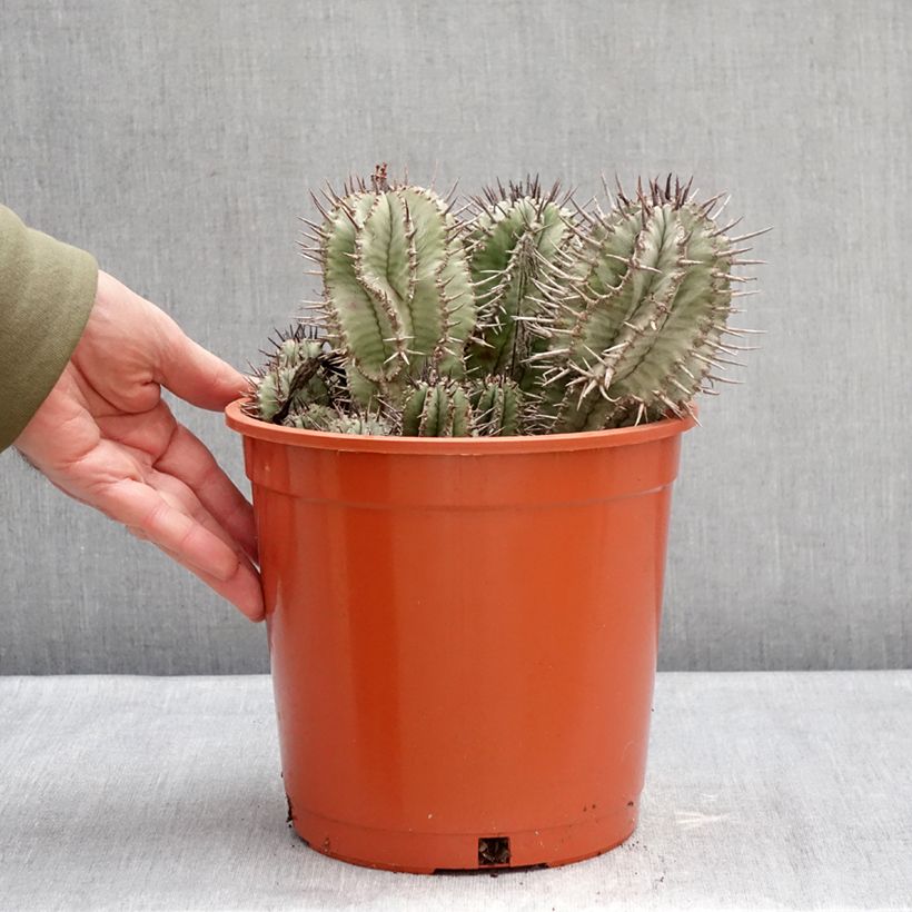 Spécimen de Euphorbia horrida - Euphorbe Pot de 4L/5L, 18/20 diamètre tel que livré en hiver