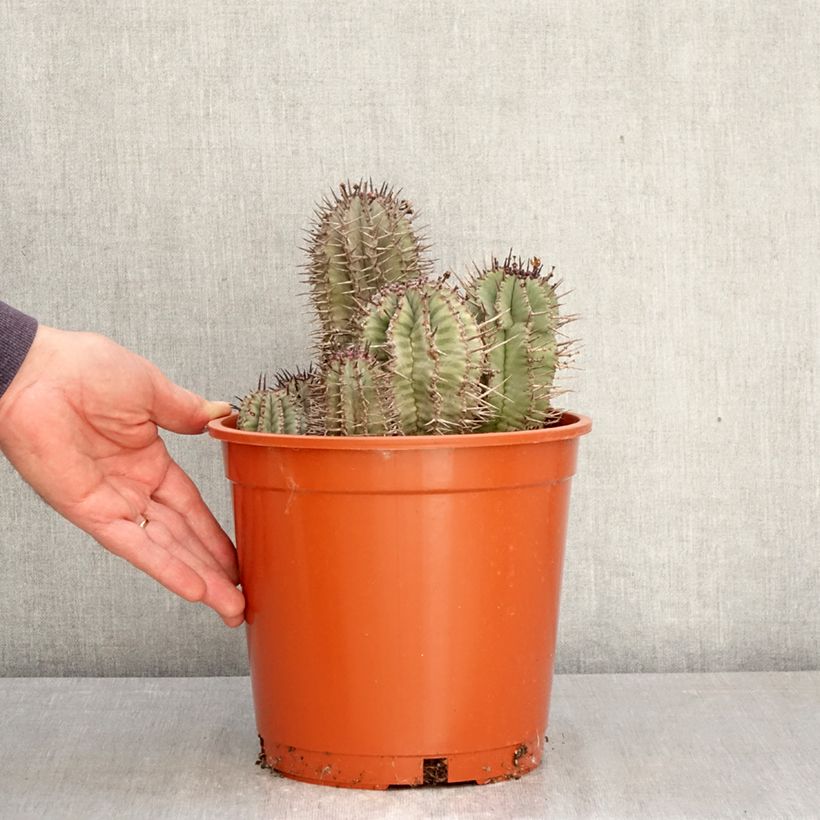 Spécimen de Euphorbia horrida - Euphorbe Pot de 4L/5L, 18/20 diamètre tel que livré au printemps