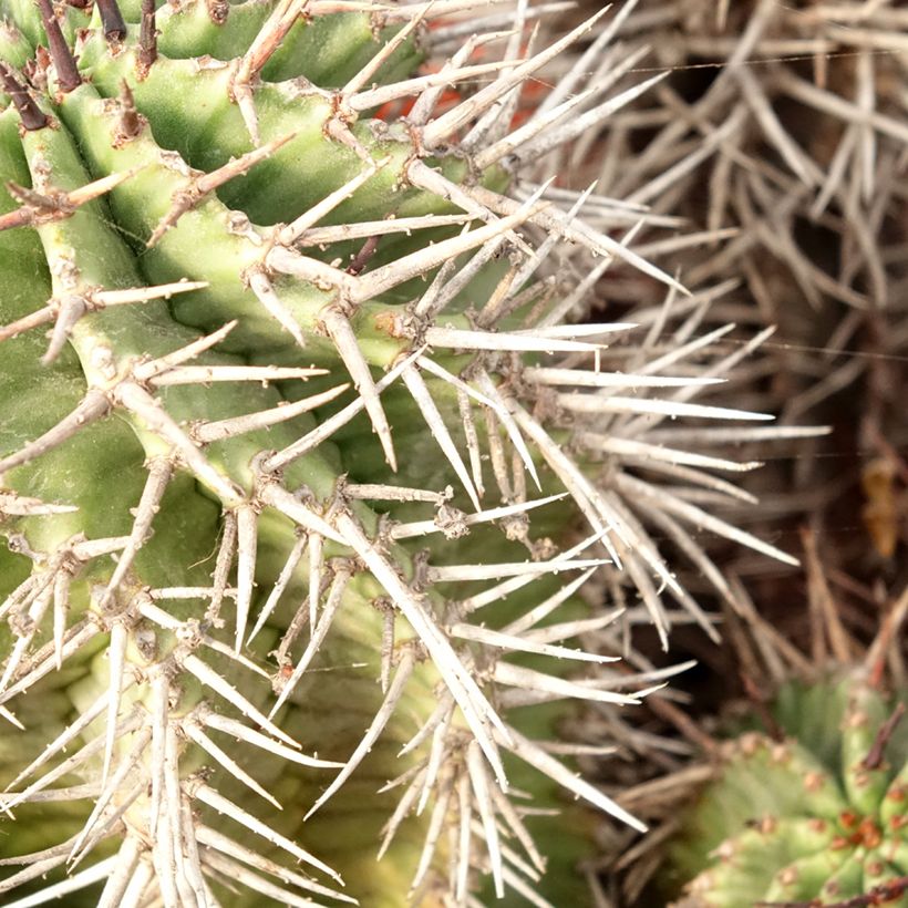 Euphorbia horrida - Euphorbe (Feuillage)