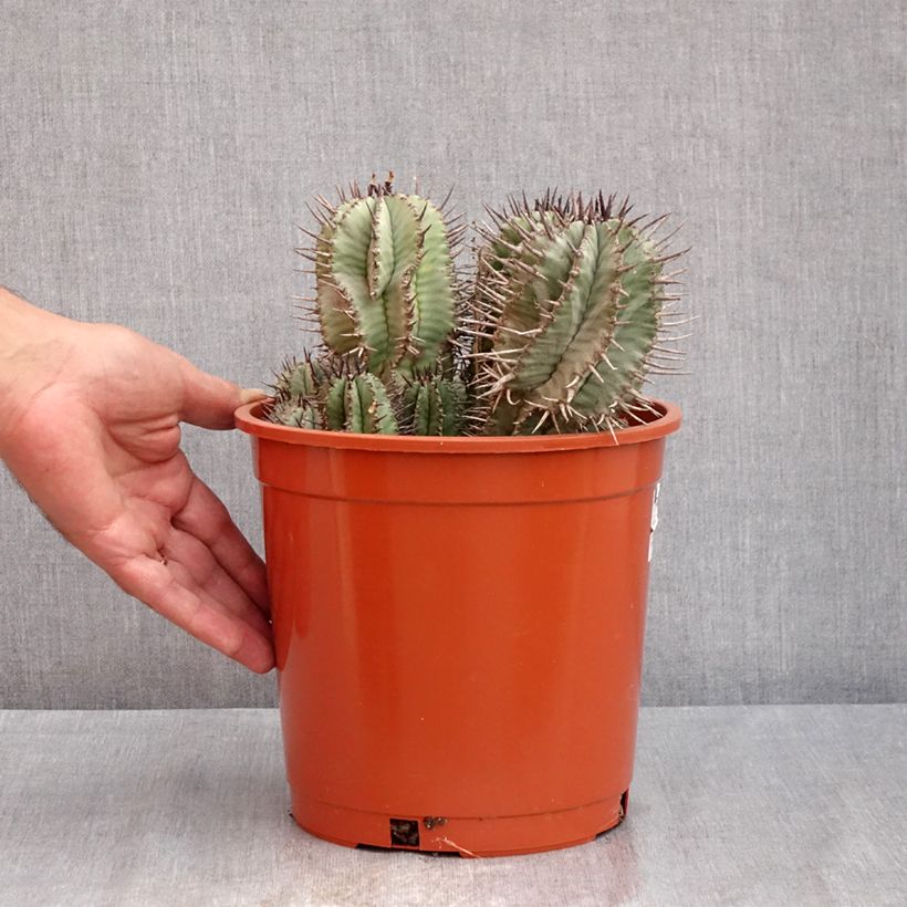 Spécimen de Euphorbia horrida - Euphorbe Pot de 4L/5L, 18/20 diamètre tel que livré en été