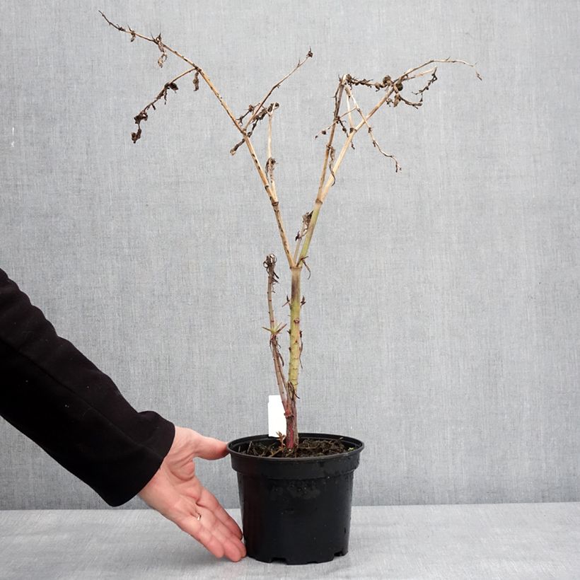 Spécimen de Euphorbia lathyris - Euphorbe des Jardins Pot de 2L/3L tel que livré en hiver