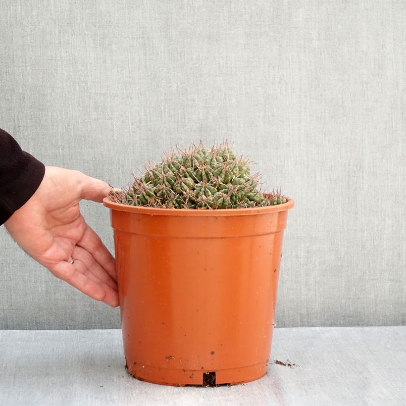 Spécimen de Euphorbia meloformis - Euphorbe Pot de 4L/5L, 18/20 diamètre tel que livré en automne