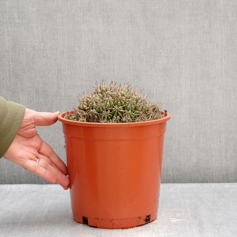 Spécimen de Euphorbia meloformis - Euphorbe Pot de 4L/5L, 18/20 diamètre tel que livré en hiver