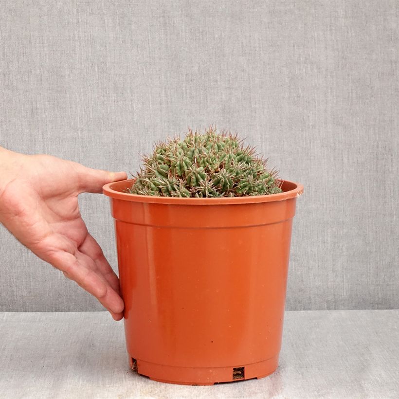 Spécimen de Euphorbia meloformis - Euphorbe Pot de 4L/5L, 18/20 diamètre tel que livré en été