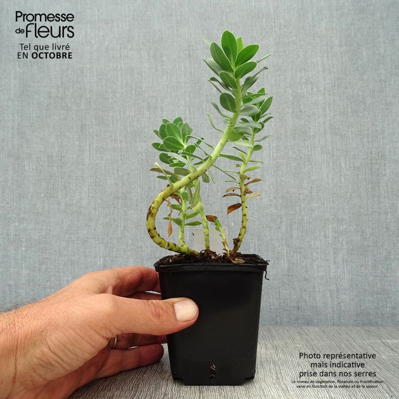 Spécimen de Euphorbia myrsinites - Euphorbe de Corse Godet de 8/9 cm tel que livré en automne