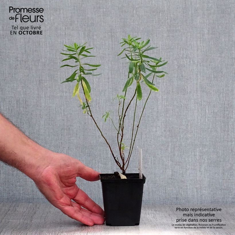 Spécimen de Euphorbia polychroma - Euphorbe polychrome Godet de 8/9 cm tel que livré en automne