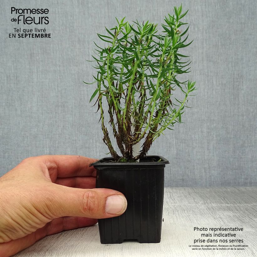 Spécimen de Euphorbia pythiusa - Euphorbe des Baléares. Godet de 8/9 cm tel que livré en automne