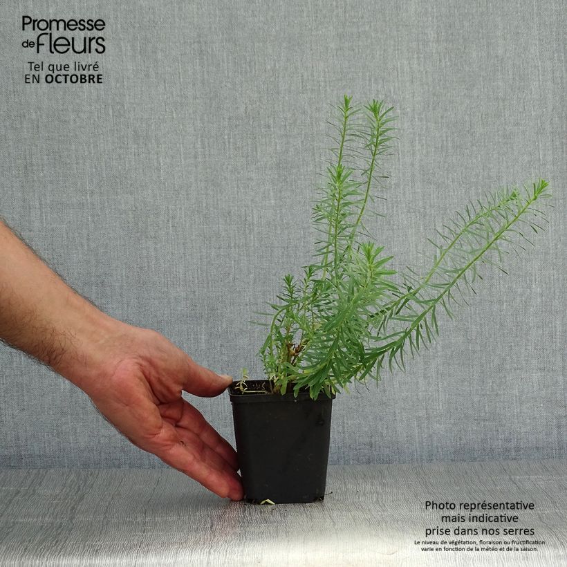 Spécimen de Euphorbia seguieriana ssp. niciciana - Euphorbe de Sibérie Godet de 8/9 cm tel que livré en automne