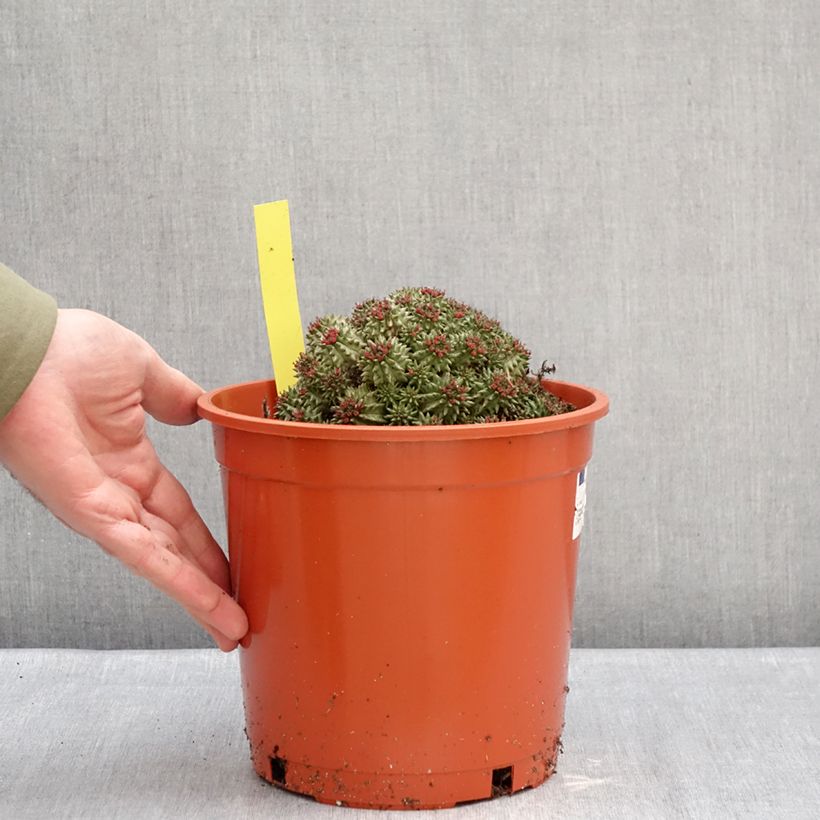 Spécimen de Euphorbia suzannae - Euphorbe Pot de 4L/5L, 15/17 diamètre tel que livré en hiver