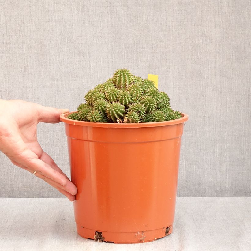Spécimen de Euphorbia suzannae - Euphorbe Pot de 4L/5L, 15/17 diamètre tel que livré en été