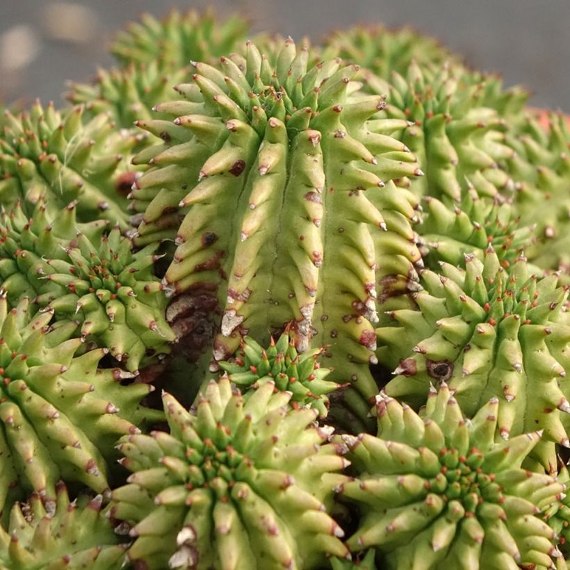 Euphorbia suzannae - Euphorbe (Feuillage)