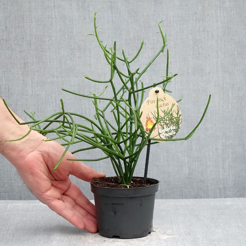 Spécimen de Euphorbia tirucalli - Plante crayon Pot de 12 cm / 13 cm tel que livré au printemps