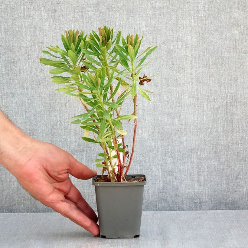 Spécimen de Euphorbia x martinii Baby Charm - Euphorbe hybride Godet de 8/9 cm tel que livré en été