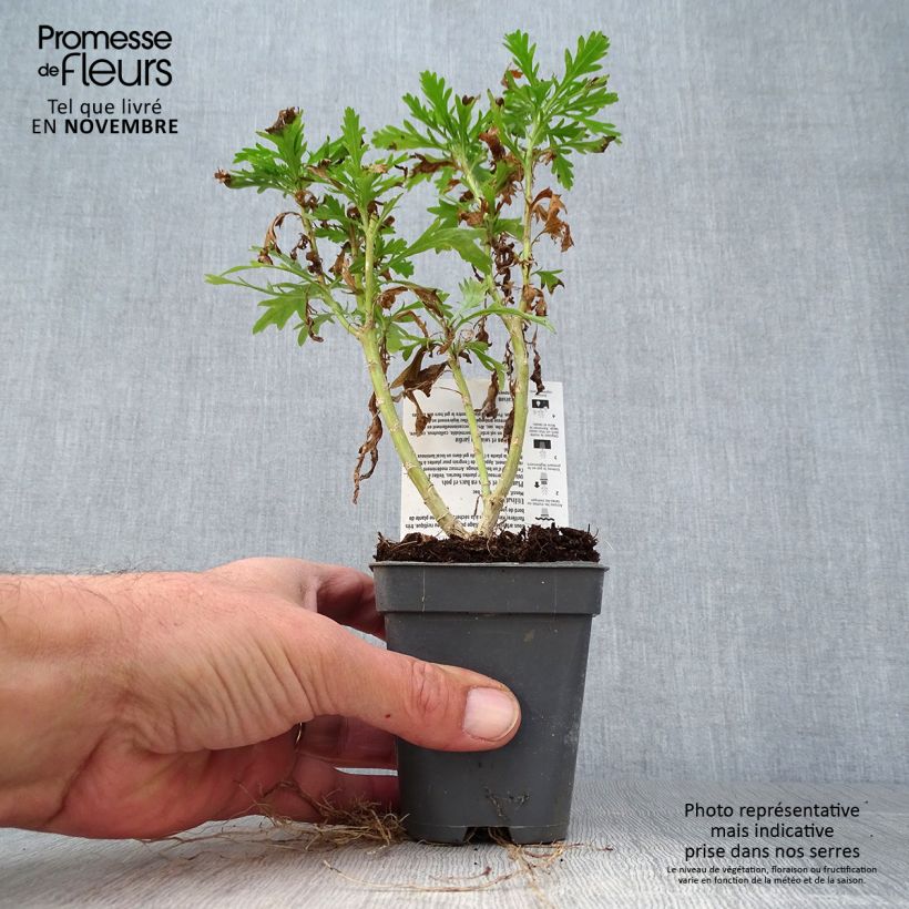 Spécimen de Euryops chrysanthemoides Sonnenschein - Marguerite de la savane Godet de 8/9 cm tel que livré en automne